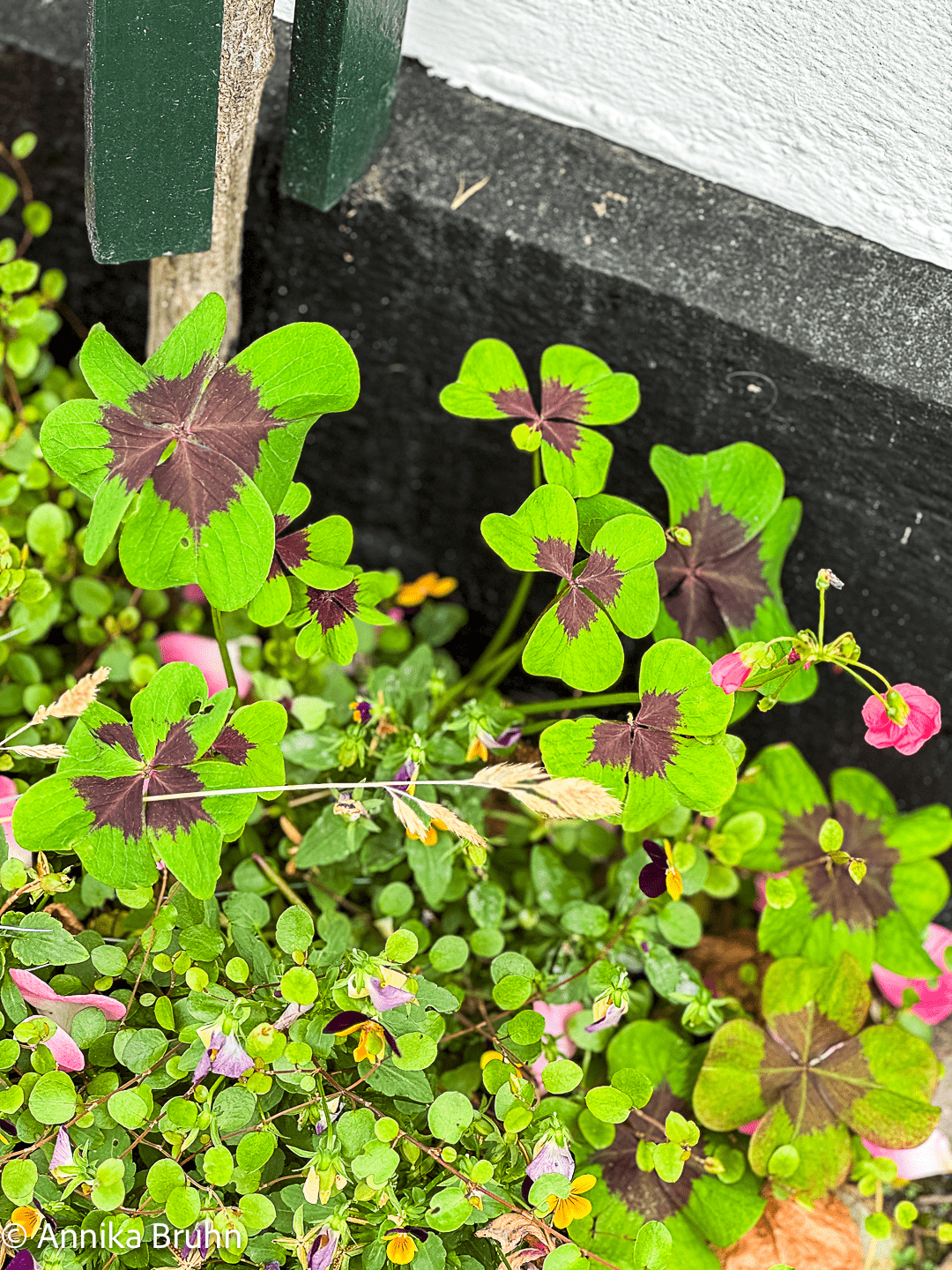 Das Glück wächst in Schleswig auf der Straße